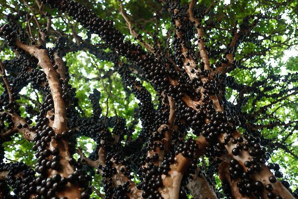 fazenda jabuticabal hidrolândia